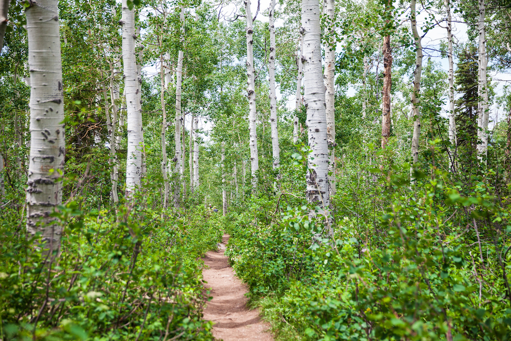 Aspen forest in Steamboat in the summer